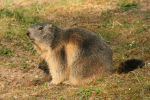 Marmotta al Parc Animalier di Introd